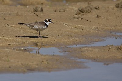 Little Ringed Plover