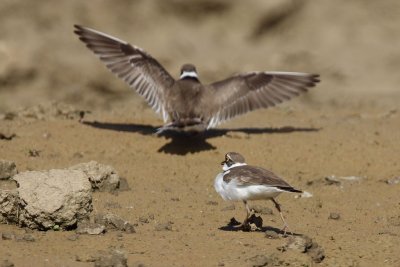 Little Ringed Plover