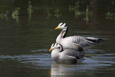 Bar-headed Goose