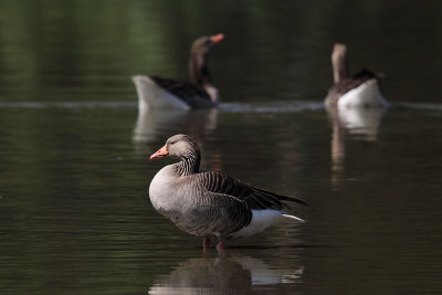 Greylag Geese