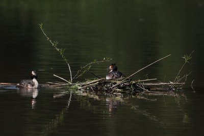 Great Crested Grebe