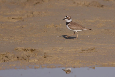 Little Ringed Plover