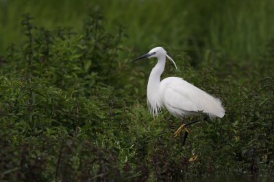 Little Egret