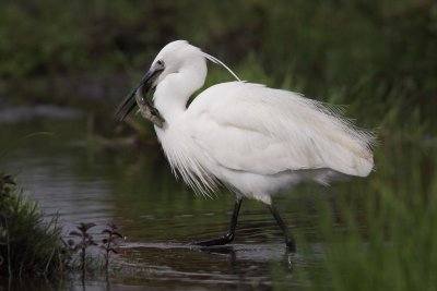 Little egret with catch