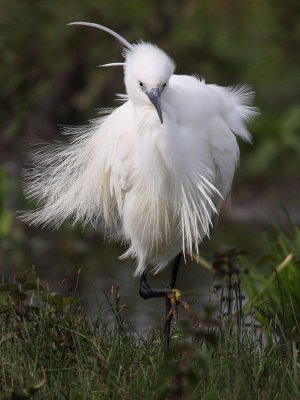Little Egret - Preening