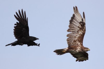 Crow attacking a buzzard