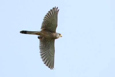 Common Kestrel, male, with mouse