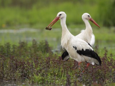 White Stork