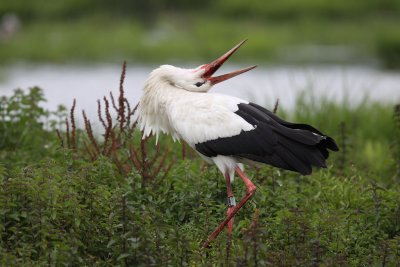 White Stork