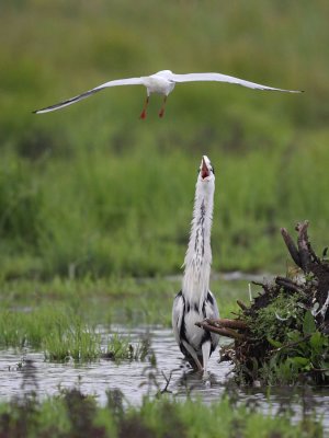 Grey Heron