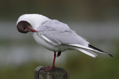 Black-headed gull