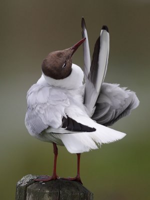 Black-headed gull