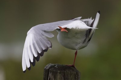 Black-headed gull