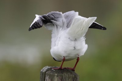 Black-headed gull