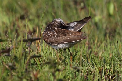 Wood Sandpiper