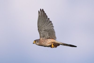 Common Kestrel, male, with mouse