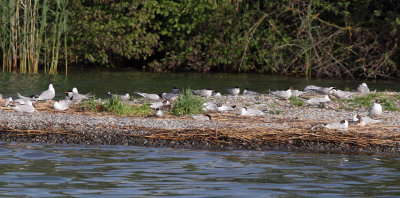 Common Tern