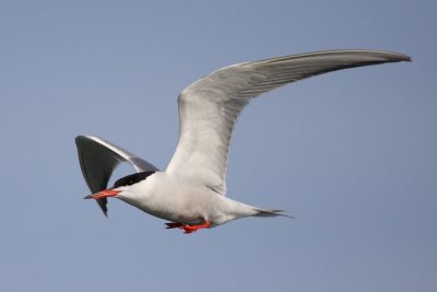Common Tern