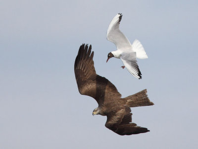 Black-headed gull