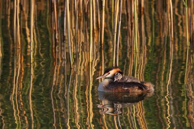 Great Crested Grebe