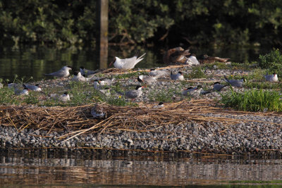 Common Tern
