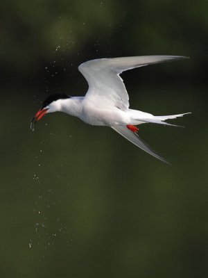Common Tern