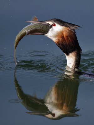 Great crested grebe, with fish