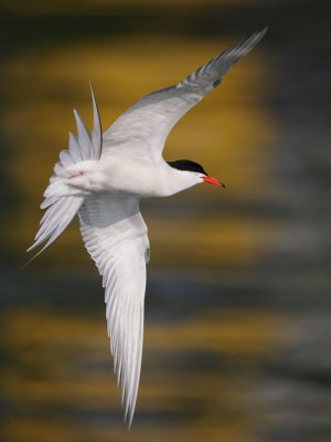 Common Tern