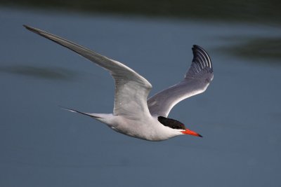 Common Tern