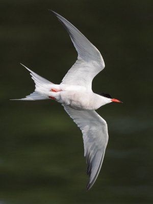 Common Tern
