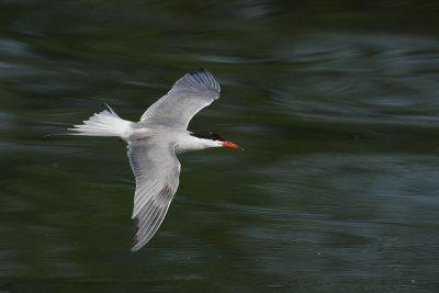 Common Tern