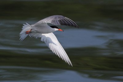 Common Tern