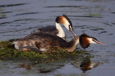 Great Crested Grebe