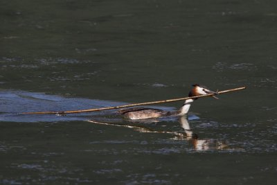 Great Crested Grebe