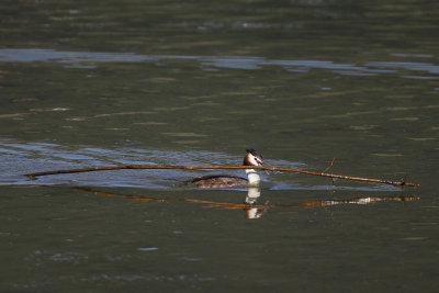 Great Crested Grebe