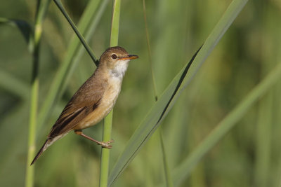 European Reed Warbler