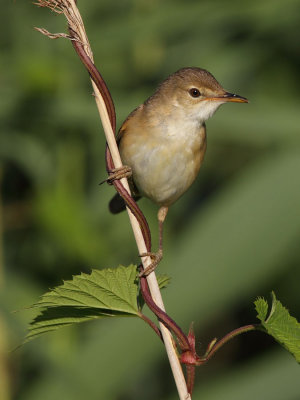 European Reed Warbler