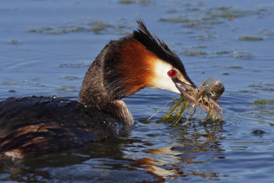 Great crested grebe, with fish