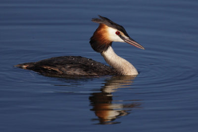 Great Crested Grebe