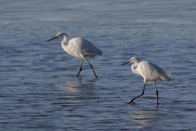 Little Egret