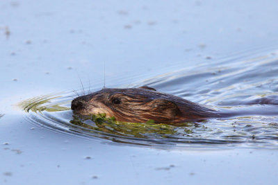 Muskrat