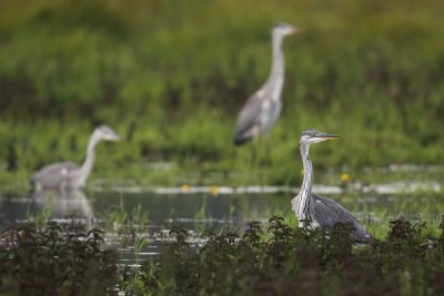 Grey heron, juvenile