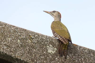 Green Woodpecker, 1Y