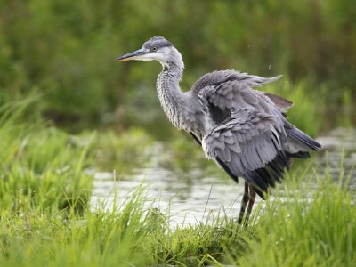 Grey Heron, grooming