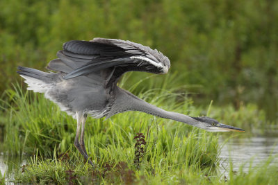 Grey Heron, grooming