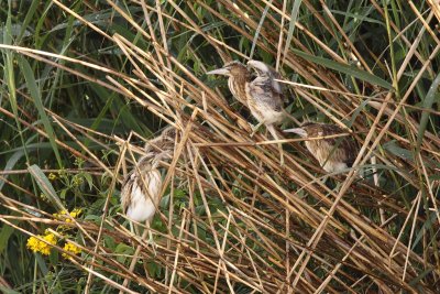 Little Bittern, juvenile