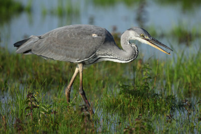 Grey heron, juvenile