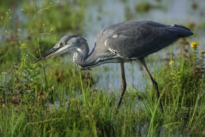 Grey heron, juvenile