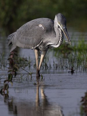 Grey heron, juvenile