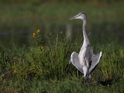 Grey Heron, grooming
